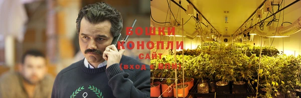 шишки Аркадак